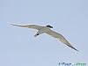 Uccelli charadriiformi 25 - Sterna zampenere.jpg